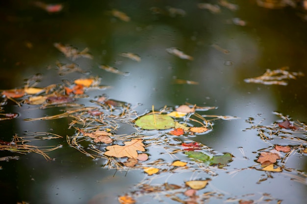 Fundo de outono Folhas amarelas em close-up de água