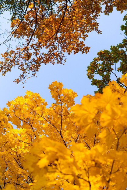 Fundo de outono. folhas de plátano multicoloridas amarelas contra o céu azul.