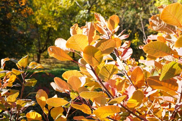 Fundo de outono Linda árvore cotinus coggygria em cores brilhantes de outono Fundo natural de folhas de outono Closeup