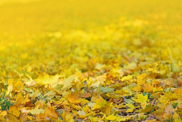 Fundo de outono multicolorido com folhas Fundo de folhas de outono em um dia ensolarado Folhas de árvores coloridas