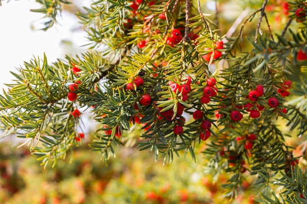 Fundo de outono natural. Ramos verdes de uma árvore de teixo com close-up de bagas vermelhas