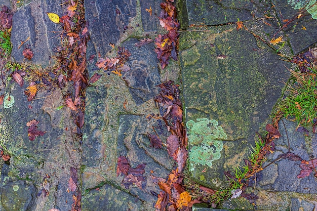Fundo de outono, pavimento de asfalto molhado com poças, folhas de outono caídas.