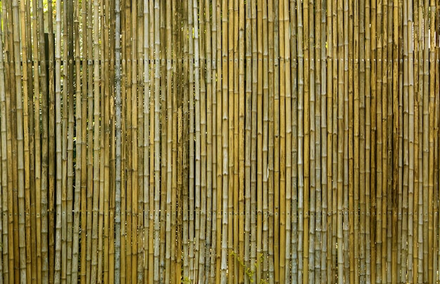 Foto fundo de padrão de árvore de bambu marrom