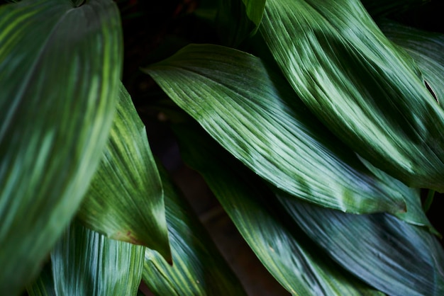 Fundo de padrão de folhas verdes Fundo natural e papel de parede