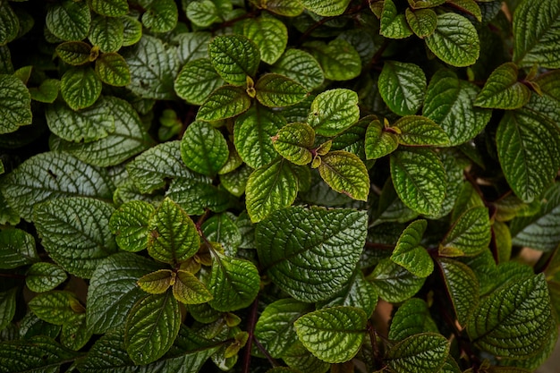 Fundo de padrão de folhas verdes Papel de parede natural