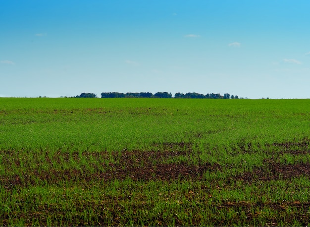 Fundo de paisagem de campo de fazenda verde dramático