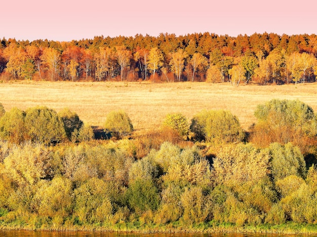 Fundo de paisagem de floresta de outono dramático