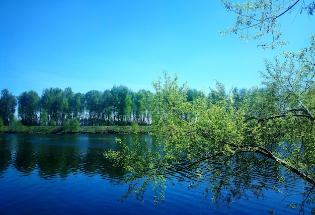 Fundo de paisagem de floresta de rio dramático