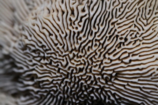 fundo de parasitas de fungos de madeira, vida selvagem da floresta de medicina