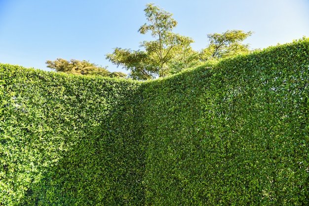 Fundo de parede de folhas verdes com céu azul ou parede verde natural, cerca de folha de árvore
