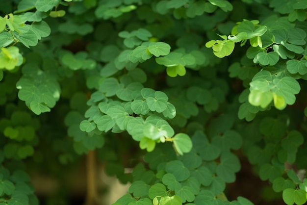 Fundo de parede de folhas verdes, fundo de natureza de parede de folha