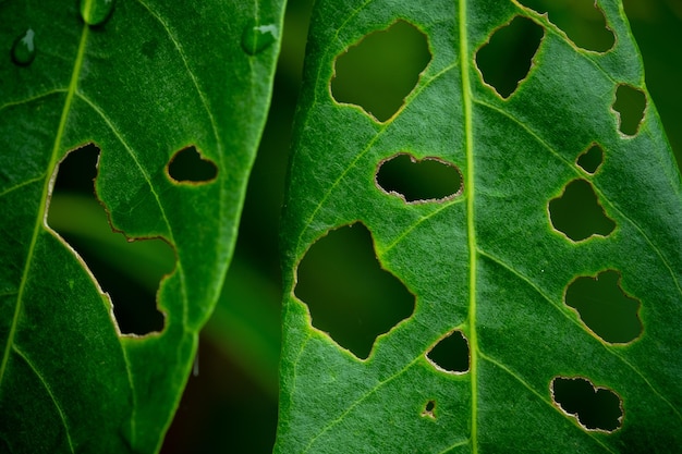 Fundo de parede de folhas verdes fundo de natureza de parede de folhas