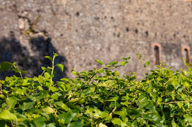 Fundo de parede de fundo de planta verde