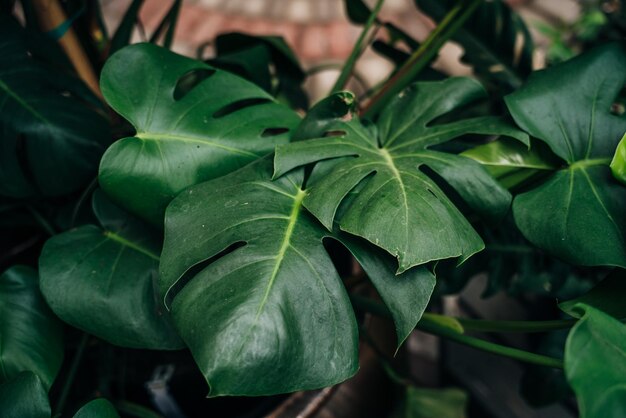 fundo de parede de plantas tropicais com folhas de monstera folhagem verde exuberante