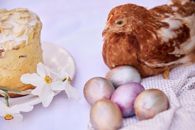 Fundo de Páscoa Ovos multicoloridos roxos e laranja flores de narciso com bolo de Páscoa e frango Fundo festivo sazonal Conceito de cartão postal de Páscoa