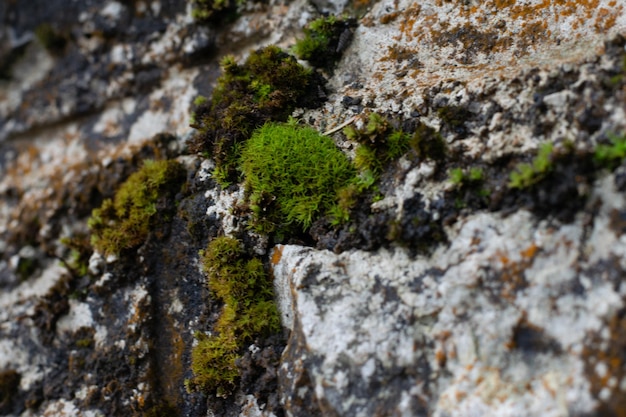 Fundo de pedra abstrato natural com musgo e mofo