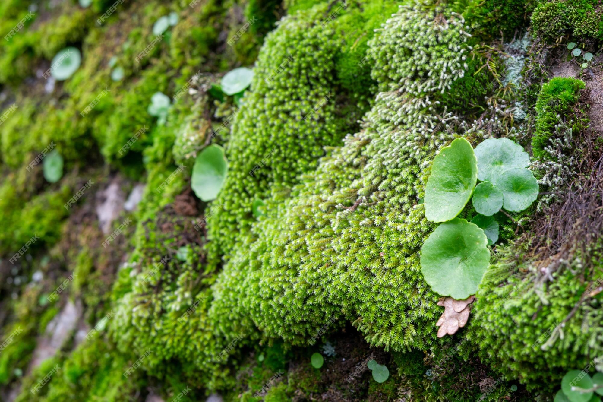 Muro De Pedra Com Musgo E Plantas Verdes. Captura De Reforço Da Via De  Cobertura. Pavimentação De Pedra Natural No Parque Próximo. Imagem de Stock  - Imagem de velho, estrutura: 262768673