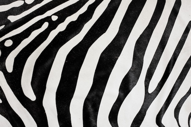 Fundo de pele natural careca e zebra branca