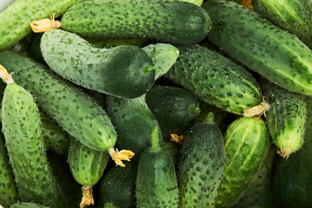 Fundo de pepino, close-up. colheita de pepino fresco