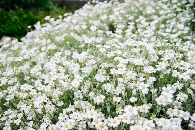 Fundo de pequenas flores brancas Decoração de jardim Luz solar Foco seletivo suave Desfoque de fundo