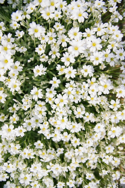 Fundo de pequenas flores brancas decoração de jardim luz solar vista de cima