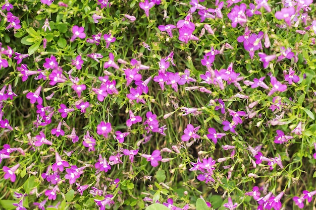 Fundo de pequenas flores roxas lindas com caules. Foco seletivo.