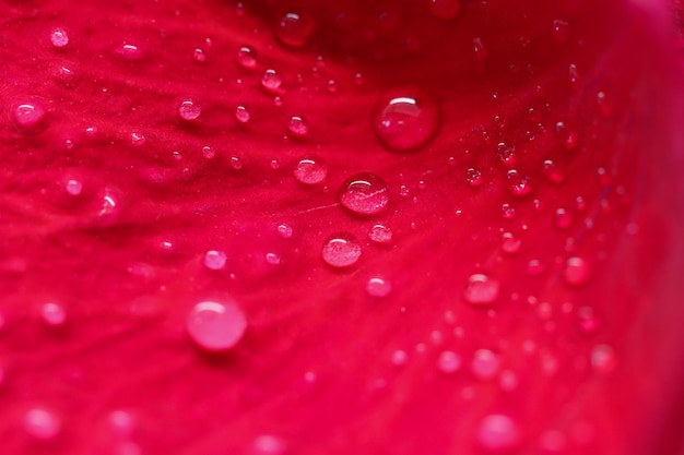 Fundo de pétalas de rosa vermelhas com gotas de orvalho Macro turva pano de fundo natural