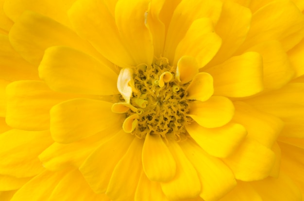 Foto fundo de pétalas zinnia