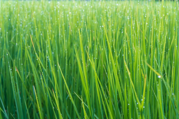 Fundo de planta de arroz verde com gotas de água