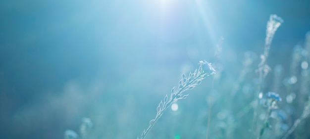 Fundo de planta de campo em azul de inverno