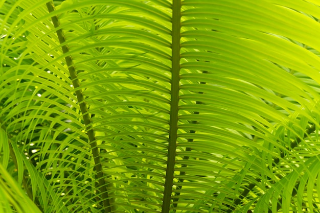 Fundo de planta de folha verde tropical