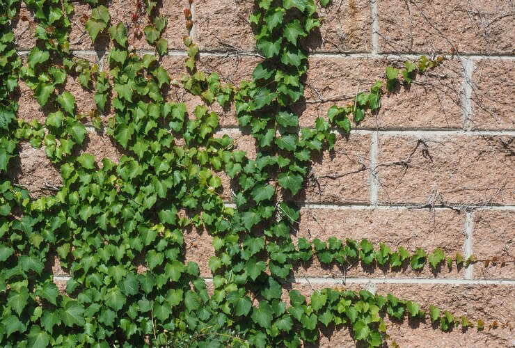 Foto fundo de planta de hera
