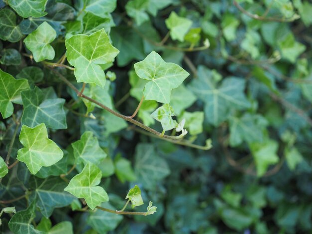 Fundo de planta de hera