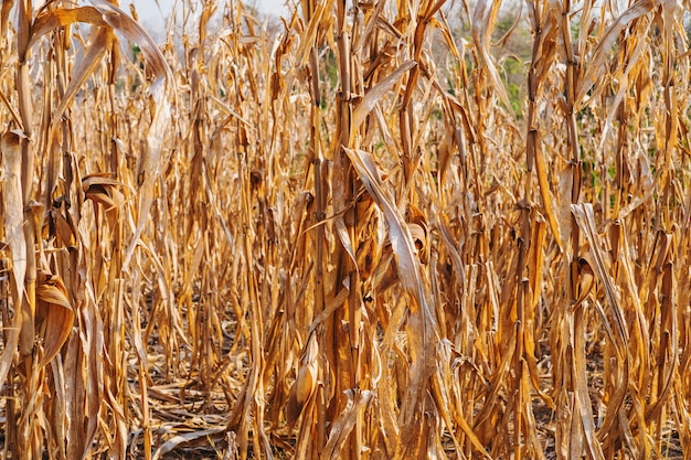 Fundo de planta de milho seco e campos de milho seco