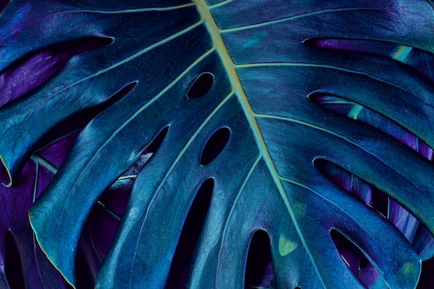 Foto fundo de planta monstera de folhagem tropical