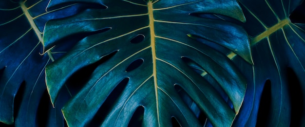 Fundo de planta monstera de folhagem tropical