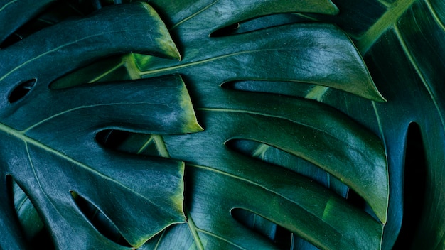 Fundo de planta monstera verde folhagem tropical