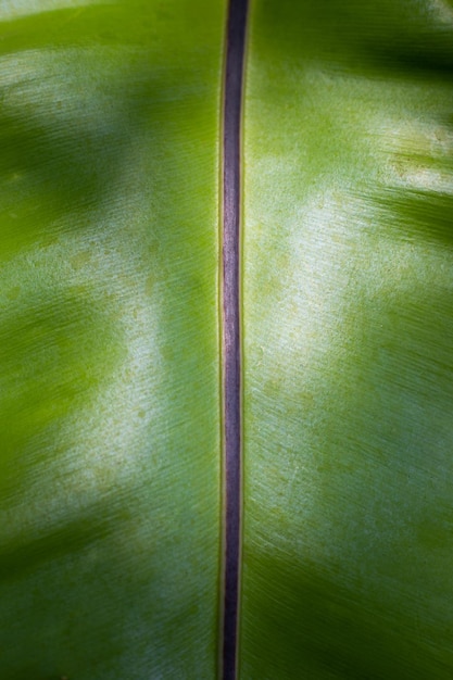 Fundo de planta tropical de bananeira de folha grande verde