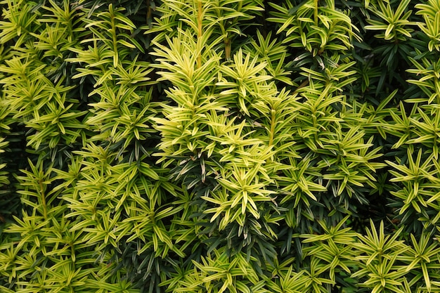 Fundo de planta verde close-up cópia espaço