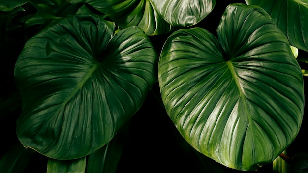 Foto fundo de planta verde de folhagem tropical