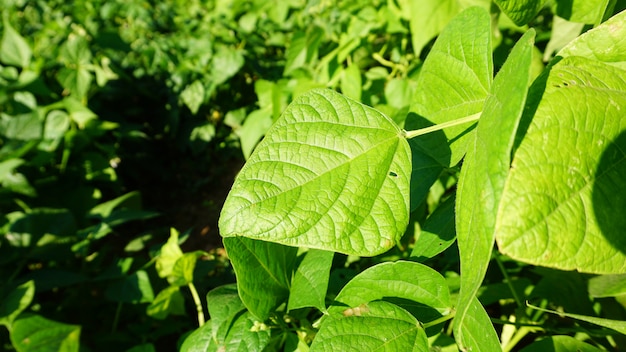 Foto fundo de planta verde, fundo verde brilhante