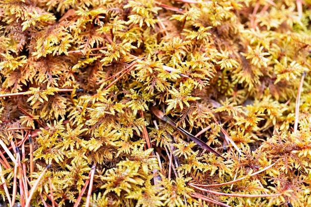 Fundo de plantas botânicas com musgo de esfagno de outono em beleza de espaço de cópia de floresta fechada na natureza