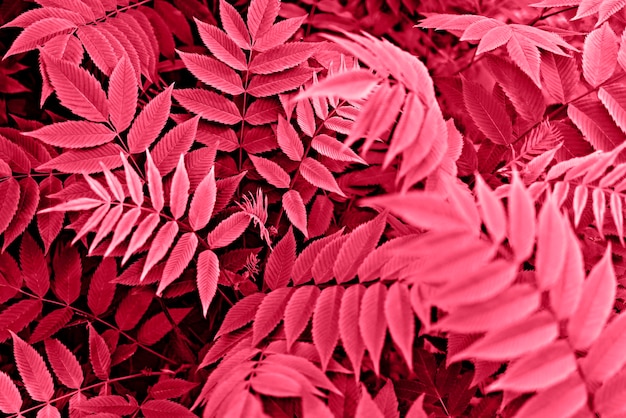 Fundo de plantas com folhas vermelhas de galhos de sorveira tonificada cor magenta viva do design do ano 2023