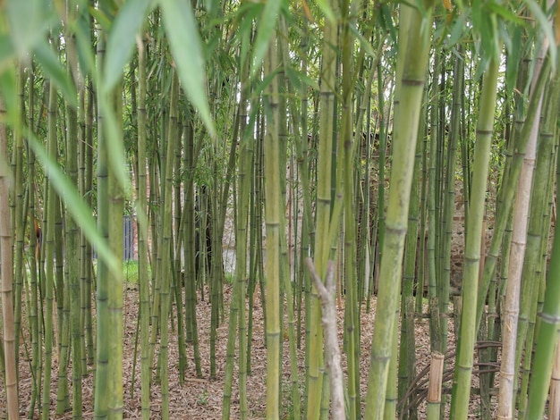 fundo de plantas de bambu