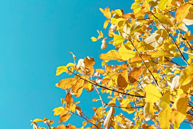 Fundo de plantas de outono com galhos de macieiras com folhas amarelas contra o céu azul