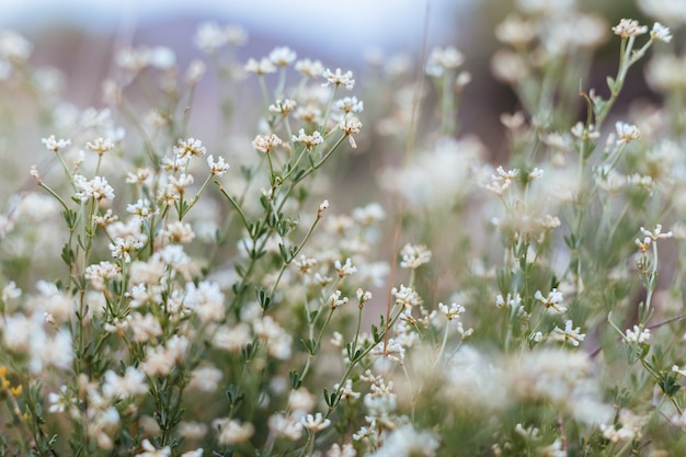 Fundo de plantas e flores do bosque.