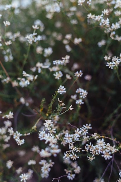 Fundo de plantas e flores do bosque.