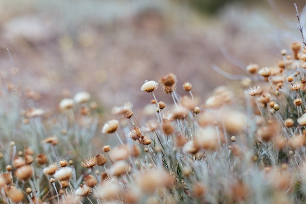 Fundo de plantas e flores do bosque.