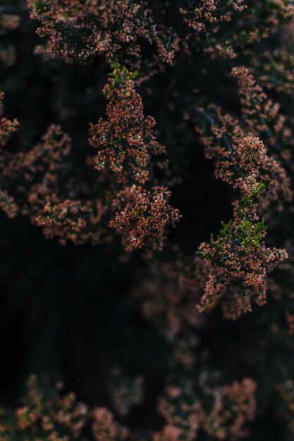 Fundo de plantas e flores do bosque.