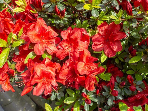 Fundo de plantas Flores vermelhas em um arbusto Floração de primavera Linda